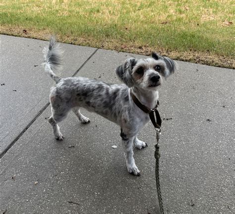 Dogs for Adoption Near Mesquite, TX .
